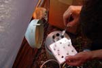 На полевой центрифуге получают плазму крови.